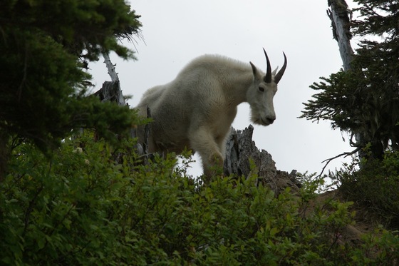 Olympic National Park
