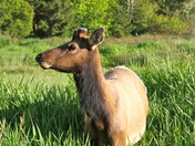 Redwood National Park