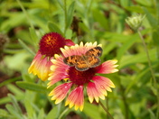 Merritt Island National Wildlife Refuge