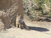 Joshua Tree National Park