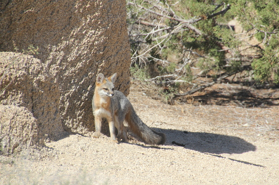 Joshua Tree National Park