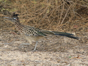 Joshua Tree National Park