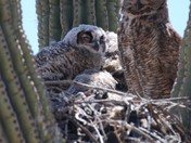 Sonoran Deaert Preserve