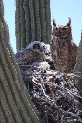 Sonoran Deaert Preserve
