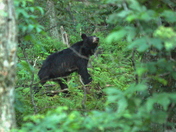 Shenandoah National Park