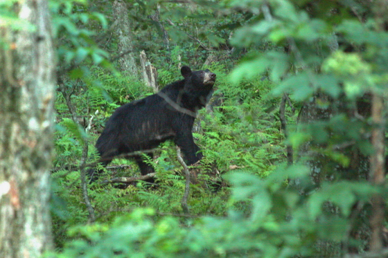 Shenandoah National Park