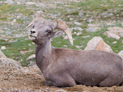 Arapaho & Roosevelt National Forests