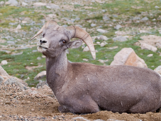 Arapaho & Roosevelt National Forests