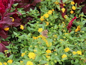 Arlington National Cemetary