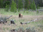 Yellowstone National Park
