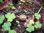 Redwood National Forest