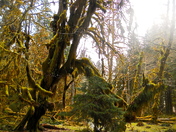 hoh rainforest olympic national park