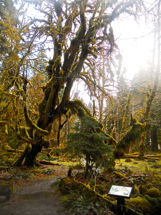 hoh rainforest olympic national park