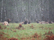 Olympic National Park