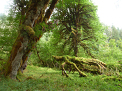 Olympic National Park