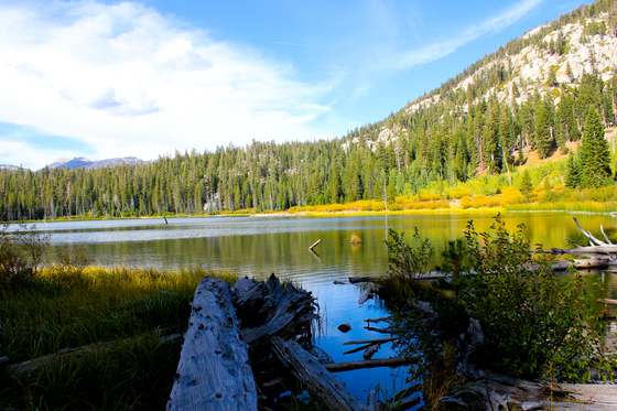 Inyo National Forest