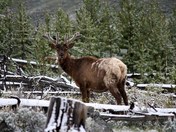 Yellowstone National Park