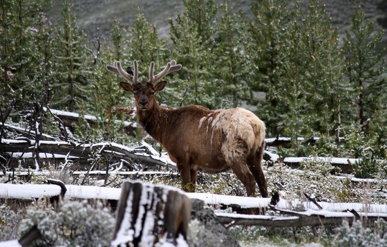 Yellowstone National Park