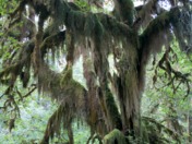 Olympic National Park