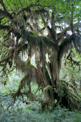 Olympic National Park