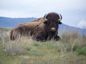 Moise National Bison Range