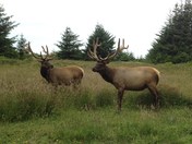 Redwood National Park