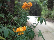 Redwood National Park