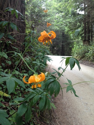 Redwood National Park