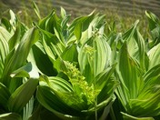 Apache-Sitgreaves National Forest