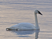 Tongass National Forest