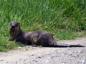 Muscatatuck National Wildlife Refuge
