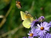 Muscatatuck National Wildlife Refuge