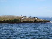 Acadia- Isle au Haute