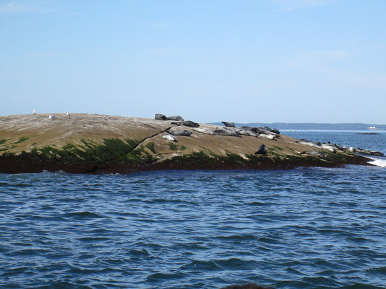 Acadia- Isle au Haute