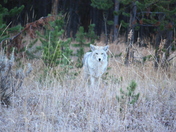 Yellowstone National Park