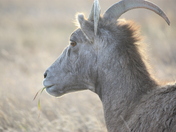 Badlands National Park