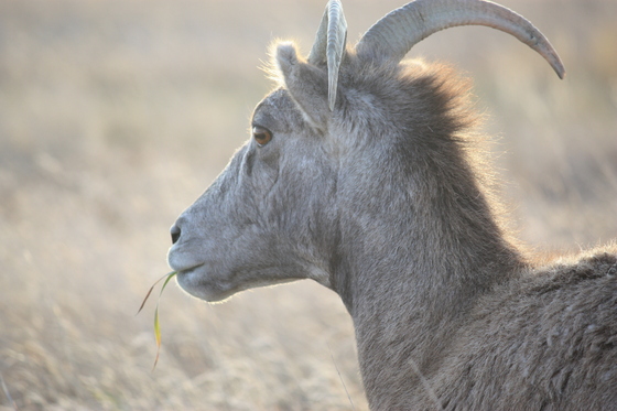 Badlands National Park