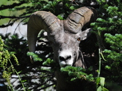 Glacier National Park