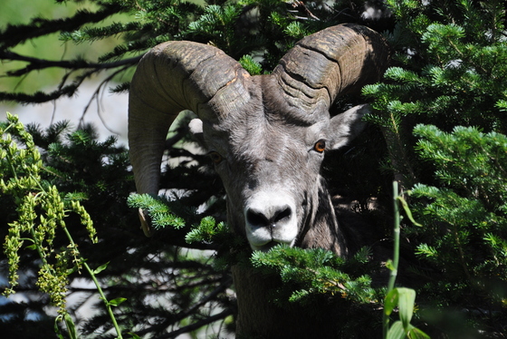 Glacier National Park