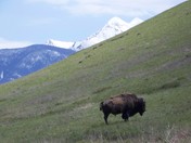 Moise National Bison Range