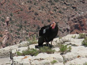 Grand Canyon National Park