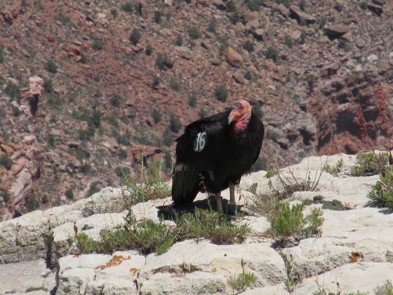 Grand Canyon National Park
