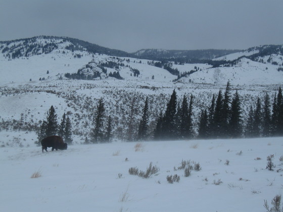 Yellowstone National Park
