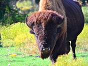 Chickasaw National Recreation Area