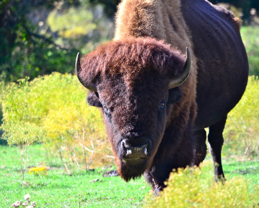 Chickasaw National Recreation Area