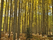 Gunnison National Forest