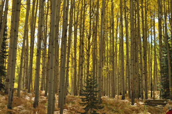 Gunnison National Forest
