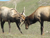 Rockie Mountain National Park