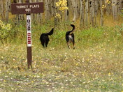 Grand Mesa National Forest - Fruita Division