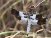 Bitter Lake National Wildlife REfuge